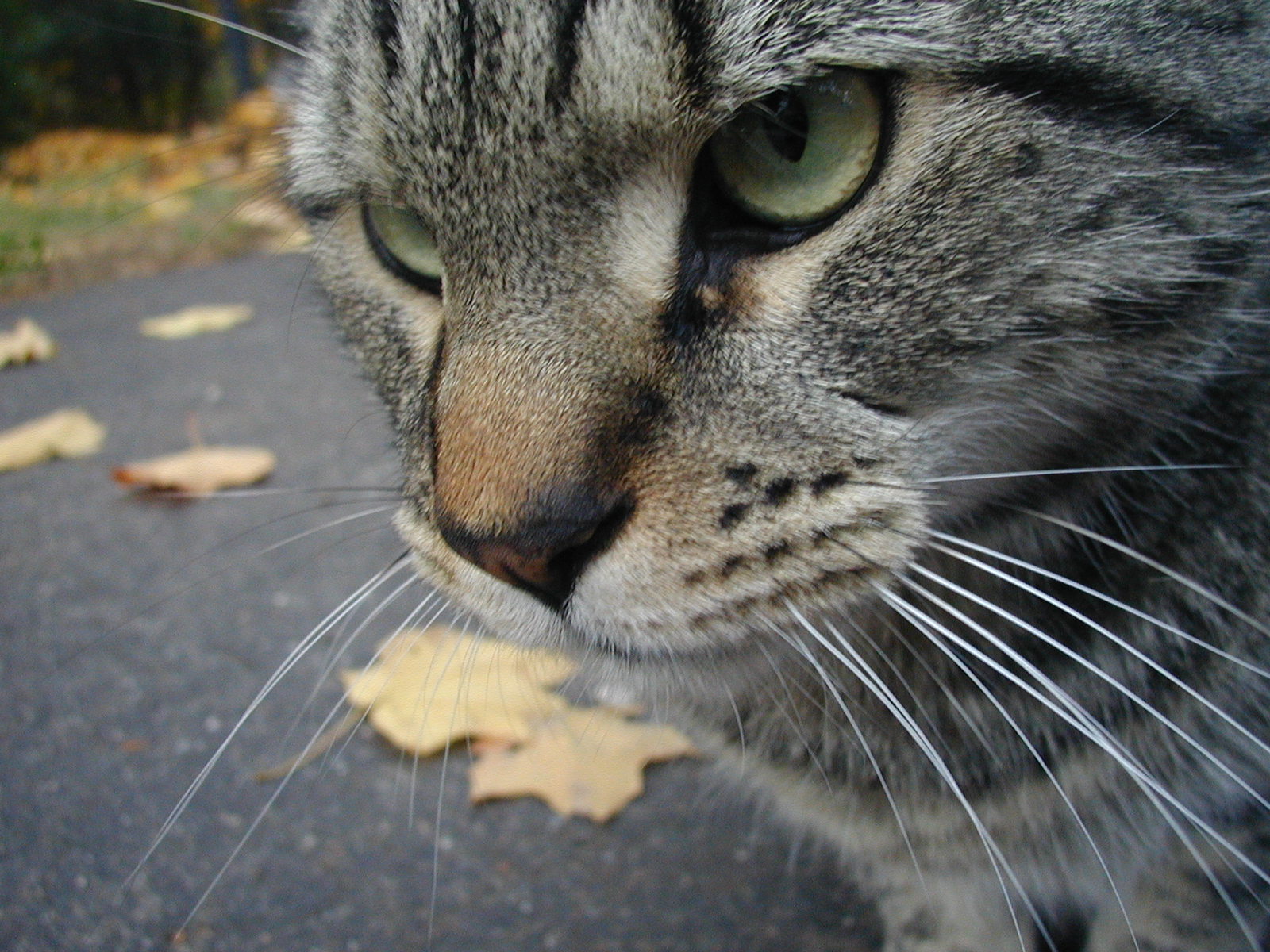 You are currently viewing ZoZo-vole destroyer