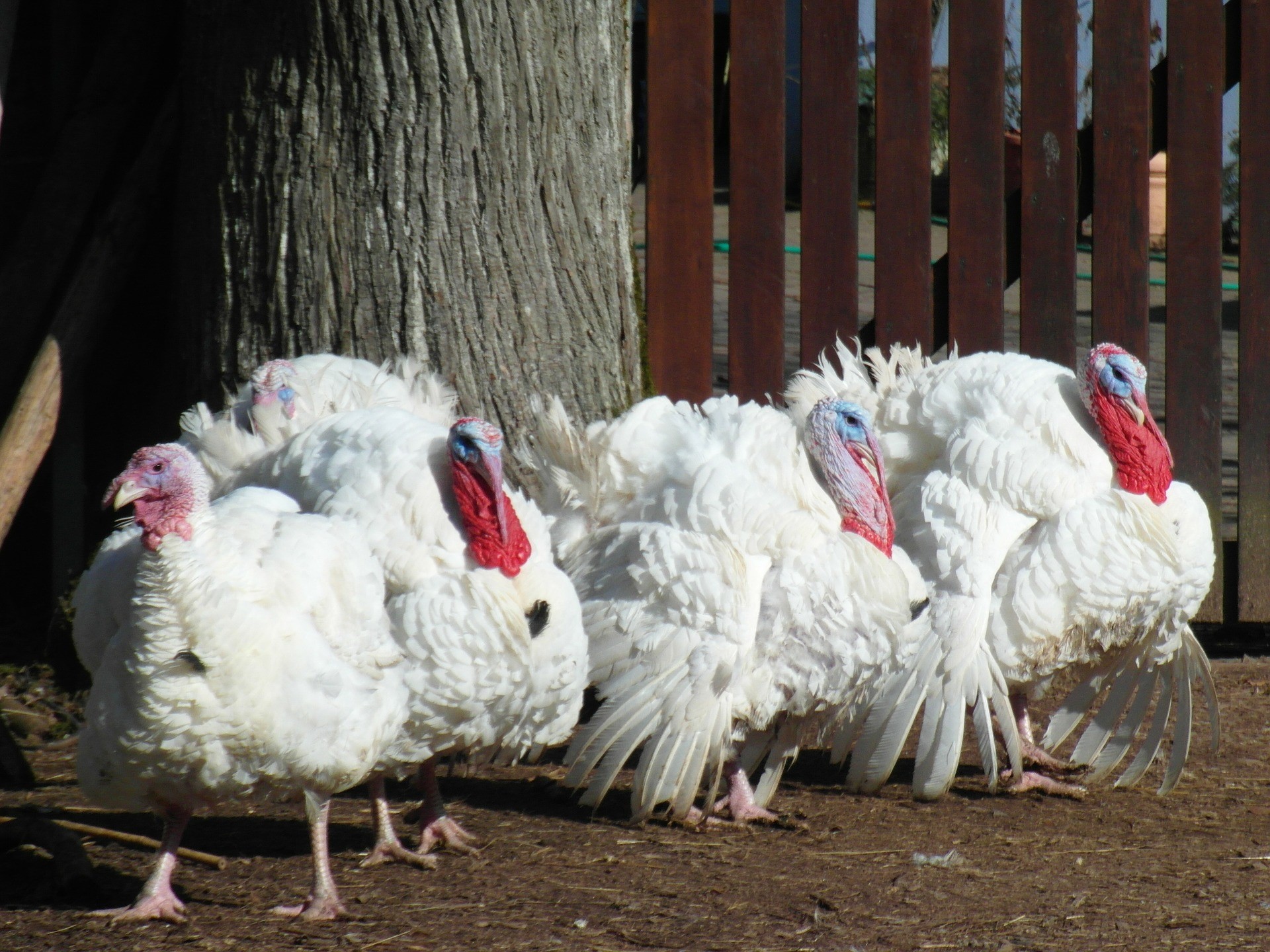 You are currently viewing 50 Turkeys and a pot-bellied pig